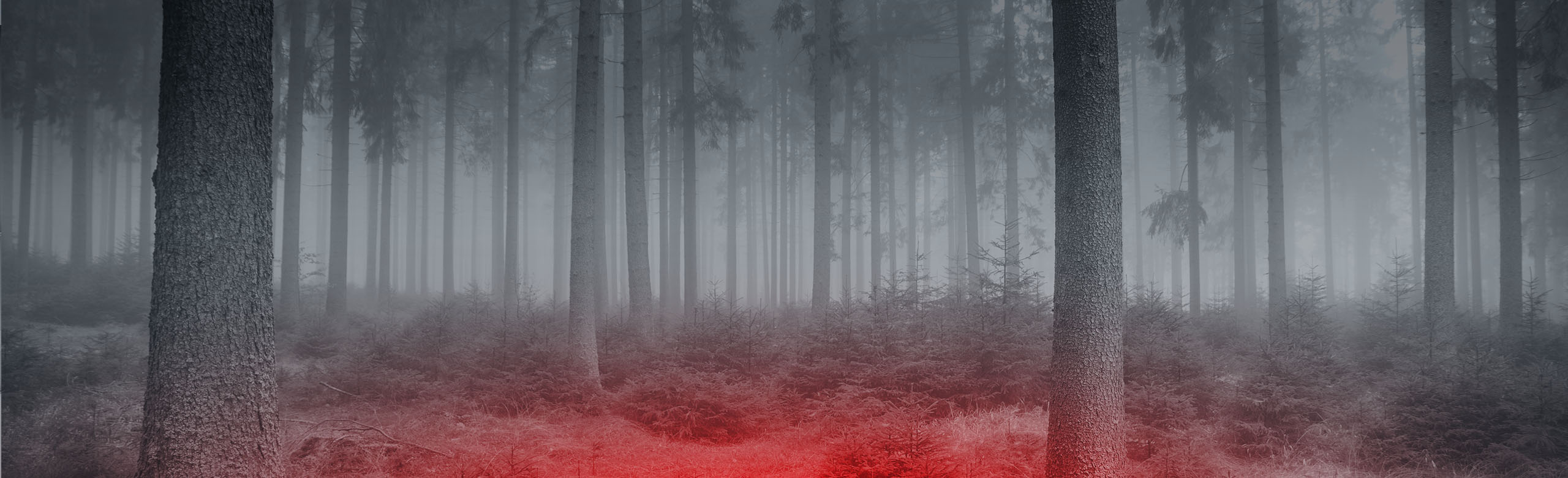 Wald im Nebel · Foto: Robert Tober